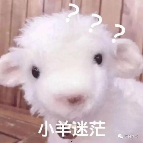 爆料网红小羊视频大全下载,热门内容一键下载