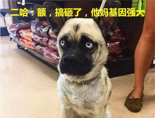 巴哥最新爆料萨博是谁啊,萨博身份大起底！