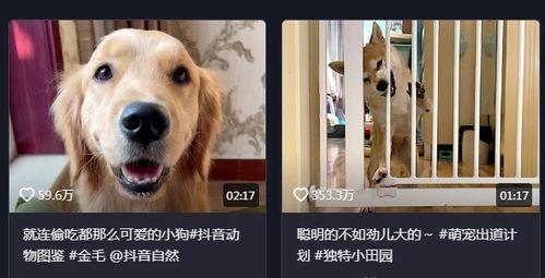 抖音狗崽爆料视频大全最新,揭秘网红幕后故事