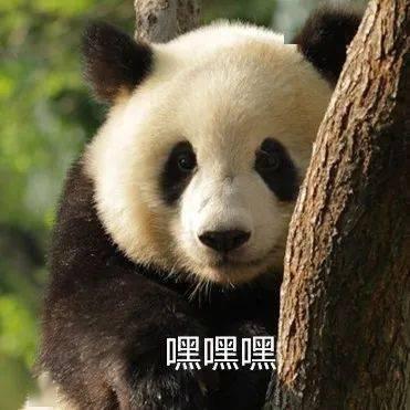 大熊猫爆料奶茶视频,揭秘网红奶茶背后的熊猫故事