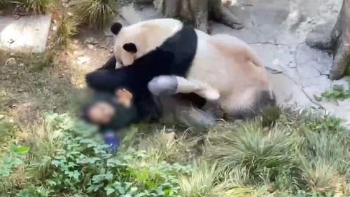 大熊猫爆料奶茶视频,揭秘网红奶茶背后的熊猫故事