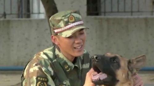 警犬赤龙全集在线观看,忠诚守护，正义之战