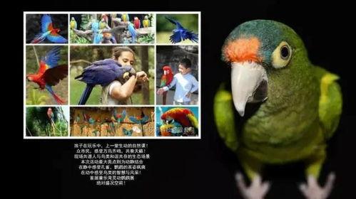 鹦鹉爆料的娱乐圈文,娱乐圈幕后风云大揭秘