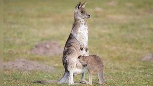 爆料袋鼠妈妈视频,温馨瞬间捕捉