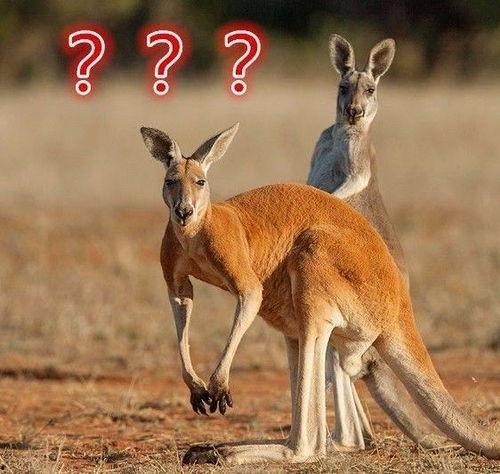 爆料袋鼠妈妈视频,温馨瞬间捕捉