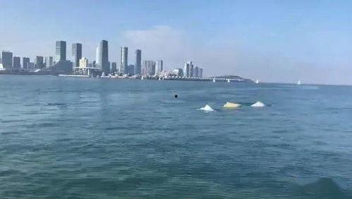 厦门海域爆料案件最新,神秘案件浮出水面，真相渐露端倪
