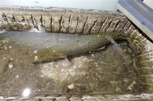 新闻爆料鳄雀鳝事件,揭秘神秘水生掠食者的入侵危机