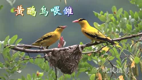 黄鹂视频在线观看,在线观看，尽享视听盛宴