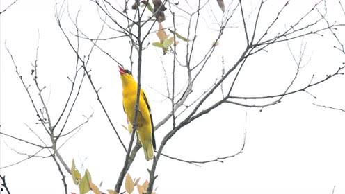 黄鹂视频在线观看,在线观看，尽享视听盛宴